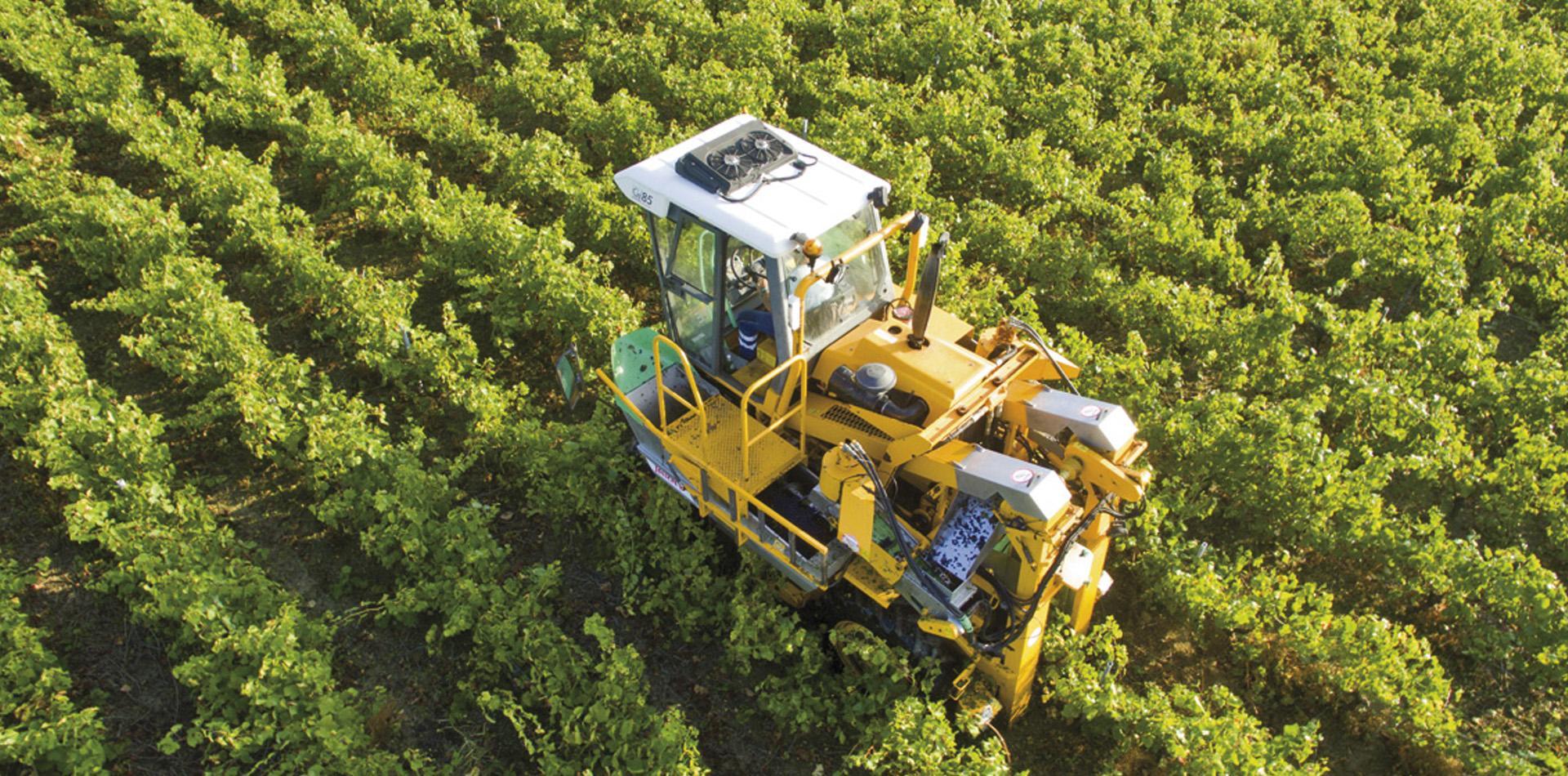 <strong><FONT color="#ffffff">Les Vendanges</Font></strong>